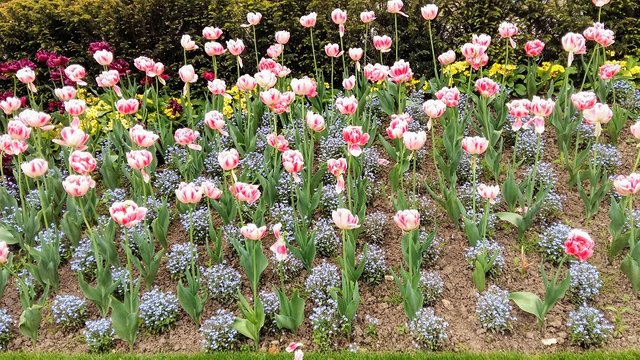 pink tulips.jpg
