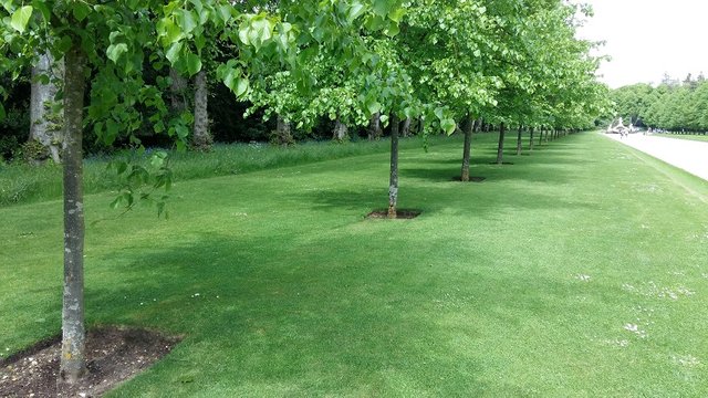tree avenue.jpg