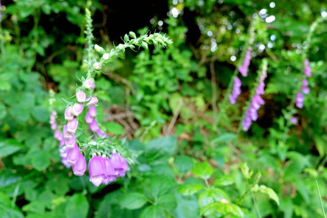 Foxglove