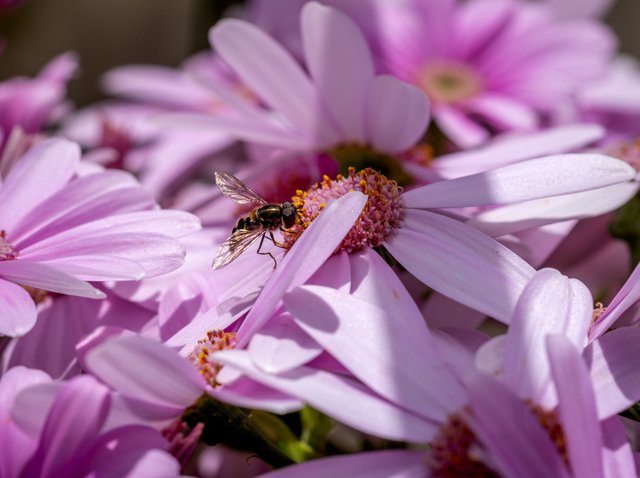 _DSC4867-Edit.jpg