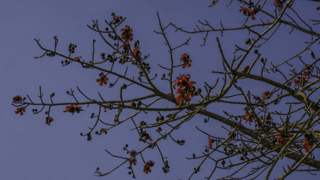 DSC05101-Edit.JPG