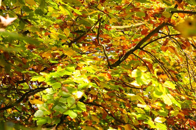 autumncolours.jpg