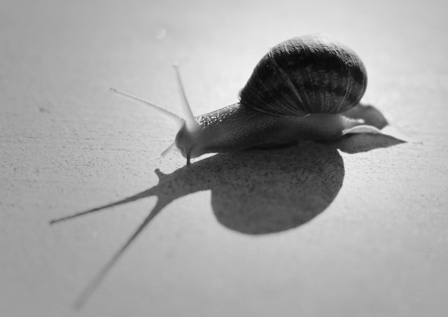 Macro Snail.JPG