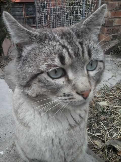 cream tabby.jpg