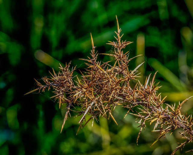 _DSC5432-Edit.jpg