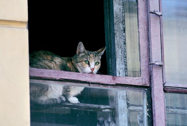 CATS_MG_3561w.jpg