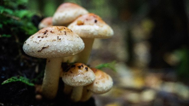Mushrooms_129.jpg