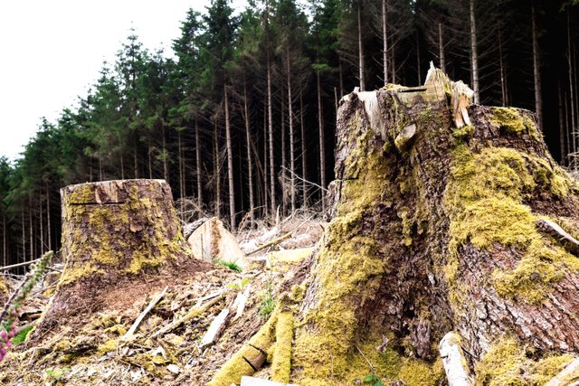 stumps