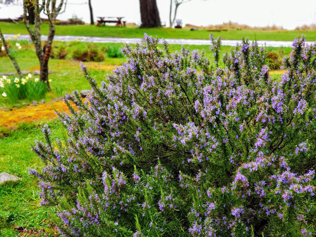 floweringBush .jpg