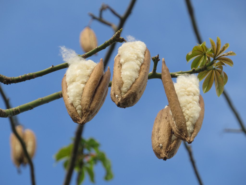 Ранние плоды. Сейба плоды. Капок дерево хлопковое. Kapok плод. Silk Cotton Tree.