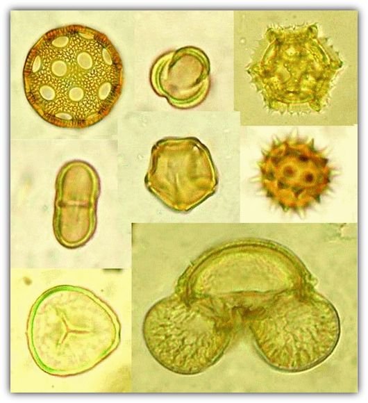 Пыльца и споры. Пыльца микроскопия палинология. Яйца гельминтовпыльца микроскопич. Микроскопия кала яйца гельминтов. Пыльца микроскопия атлас.