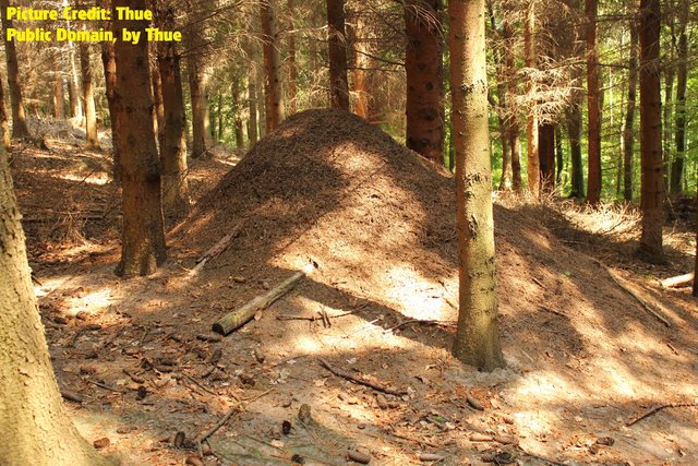 Red Wood Formica credit rufa mound nest Thue free.jpg