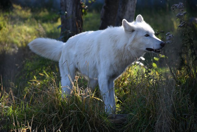 shasta2018oct14thwolf5io.jpg