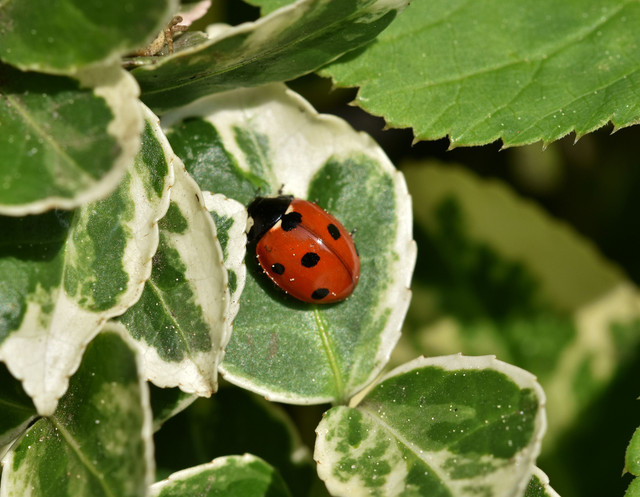 ladybug beetle shrub.jpg