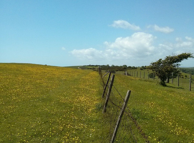 green windswept tree.jpg