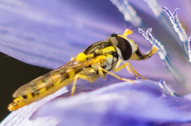 a6000-10-juli-2015-04281.jpg