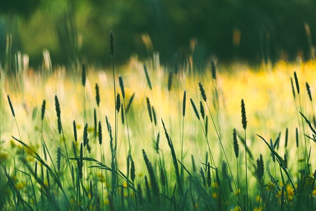 wildflowers-7178819_1280.jpg