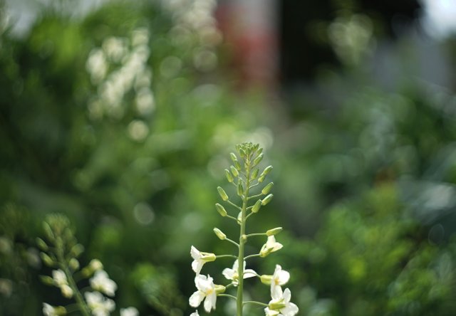 Cabbage flower bokeh.jpg