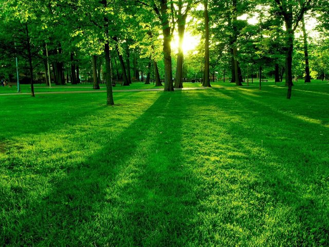 summer-green-tree-nature.jpg