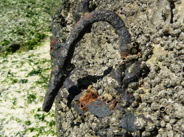 Buckshot Barnacles 2.jpg