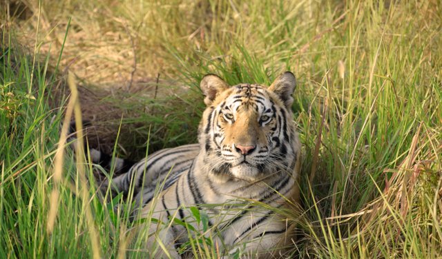tiger's looking copy.JPG