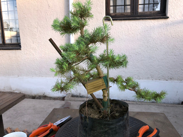 Bonsai'ing with a unusual pine. First styling of a miniture Stone Pine (Pinus  pinea).  Steemit