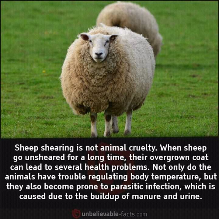 When the sheep. Beliefs sheep. sheep shearing knifepng.