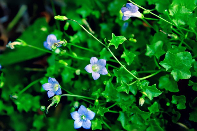 whalenbergia hederacea.jpg