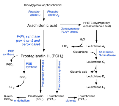 Eicosanoid_synthesis_svg.png