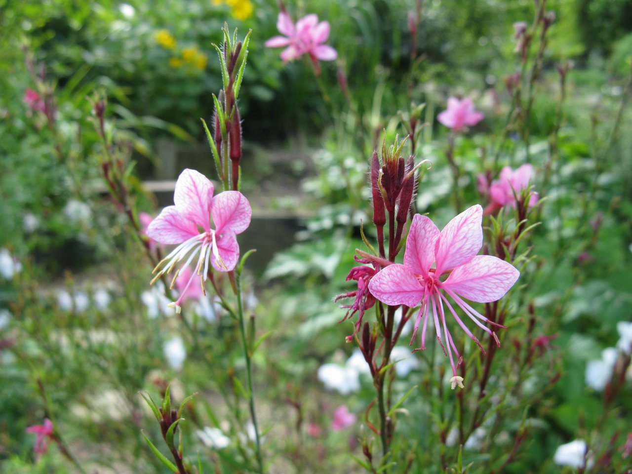 Please Flowers