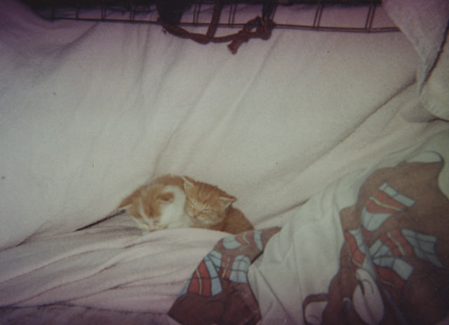 2000's apx Dumb Dumb & Baby Sleeping on Bear Sheet Couch.png