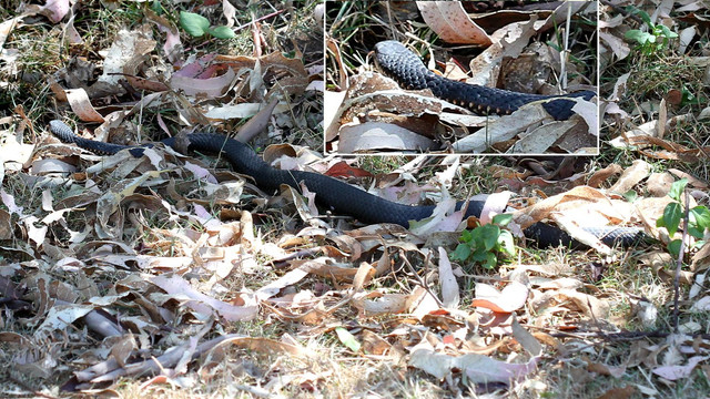 Reptilia Squamata Elapidae Notechis scutatus BY Tas 2018-01-24.jpg