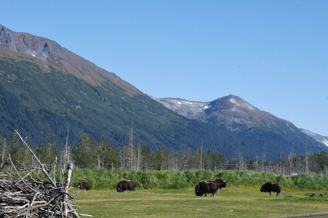 shasta2019may6th47mountainmuskox6io.jpg