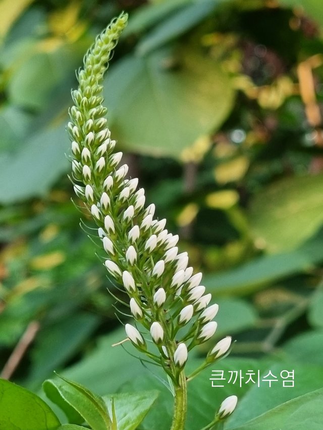 SmartSelect_20210613-113310_Gallery.jpg