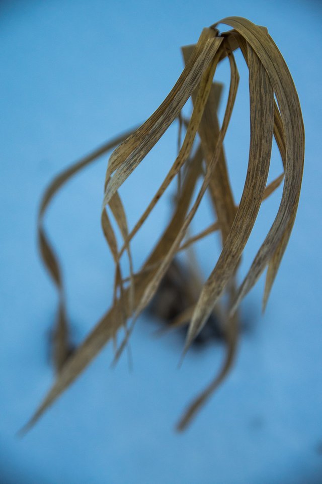 0031IMGP2701uusJanuary 18, 2019.jpg