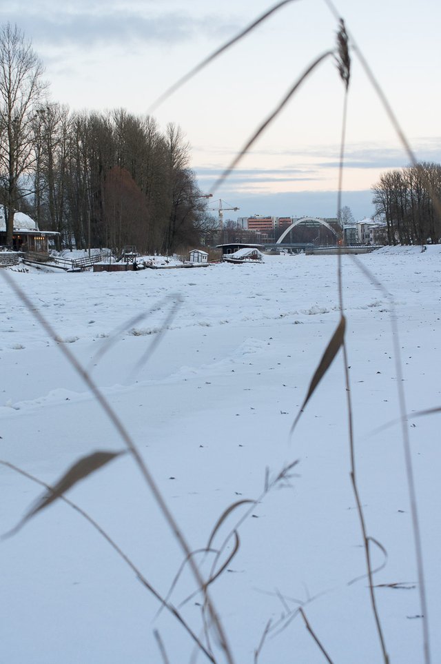 0038IMGP2718uusJanuary 18, 2019.jpg