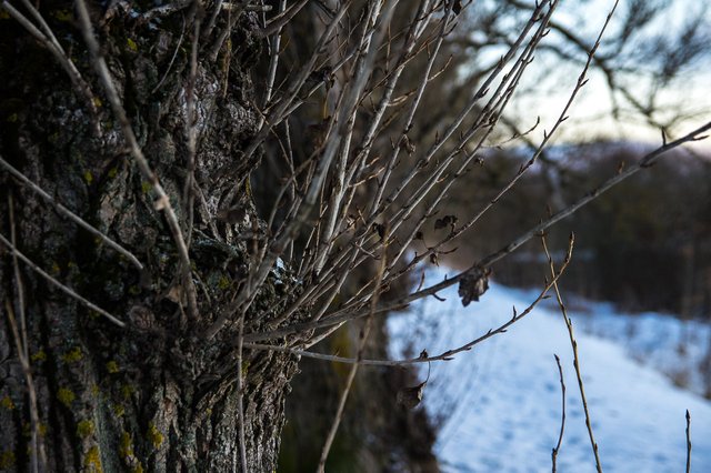 0026IMGP2684uusJanuary 18, 2019.jpg