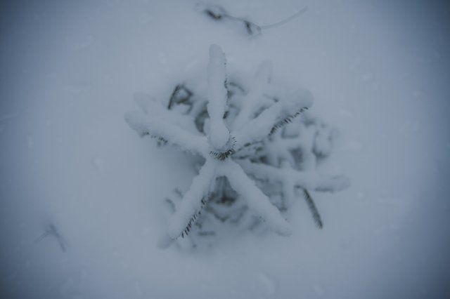 0005IMGP8684ccFebruary 04, 2019.jpg