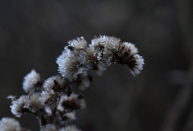 drystuff winter ice macro 1.jpg