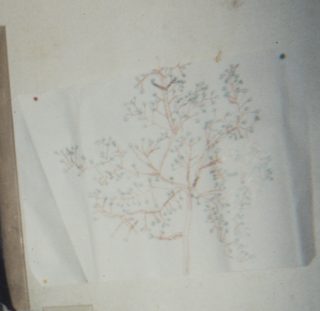 1992-11 Tree by Joey Arnold.png