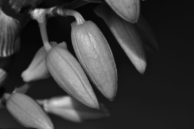 Dendrobium Nobile buds bw 1.jpg