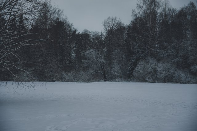 0012IMGP8708ccFebruary 04, 2019.jpg