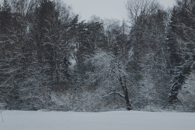 0011IMGP8700ccFebruary 04, 2019.jpg
