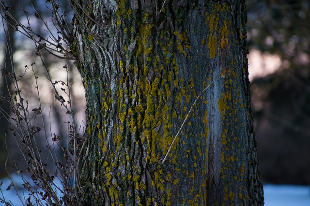0025IMGP2678uusJanuary 18, 2019.jpg