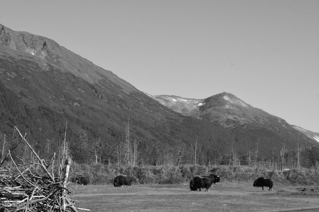 shasta2019may6th47mountainmuskox5io.jpg