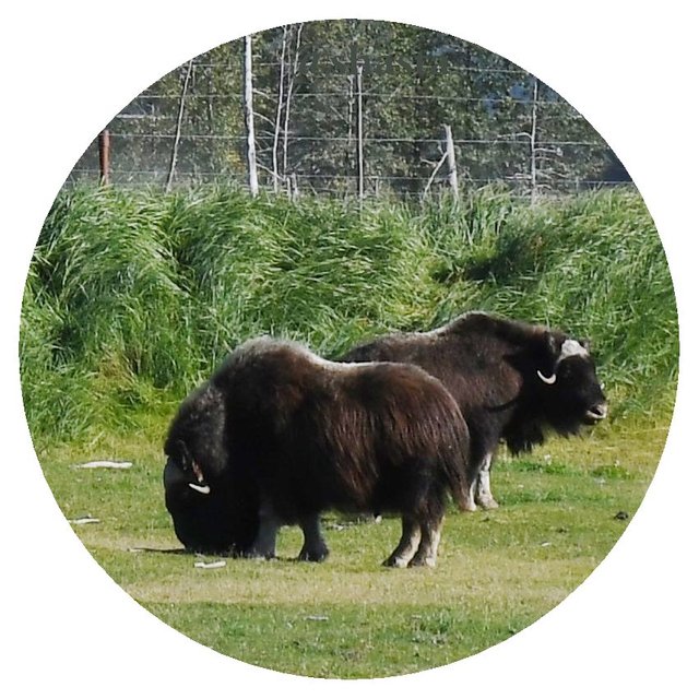 shasta2019may6th47mountainmuskox7io.jpg