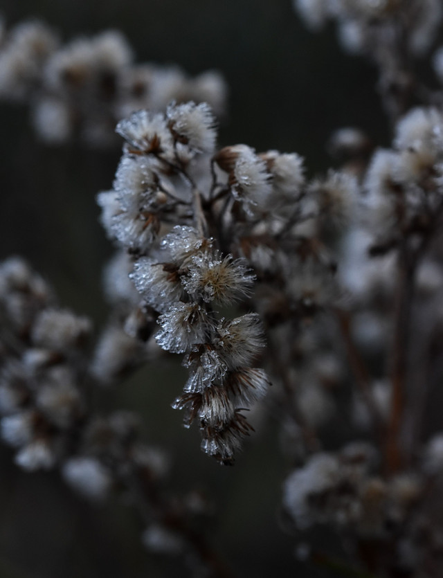 drystuff winter ice macro 2.jpg