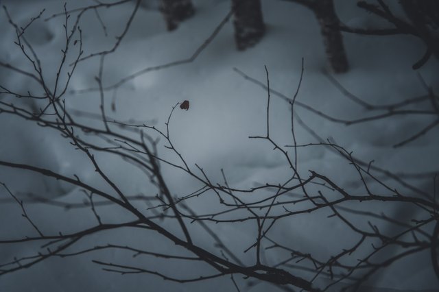 0007IMGP8692ccFebruary 04, 2019.jpg