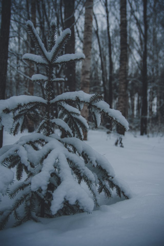 0006IMGP8685ccFebruary 04, 2019.jpg