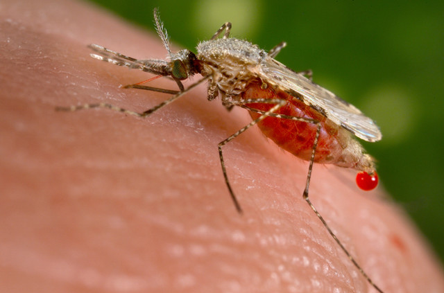 Anopheles_stephensi CDC public.jpeg